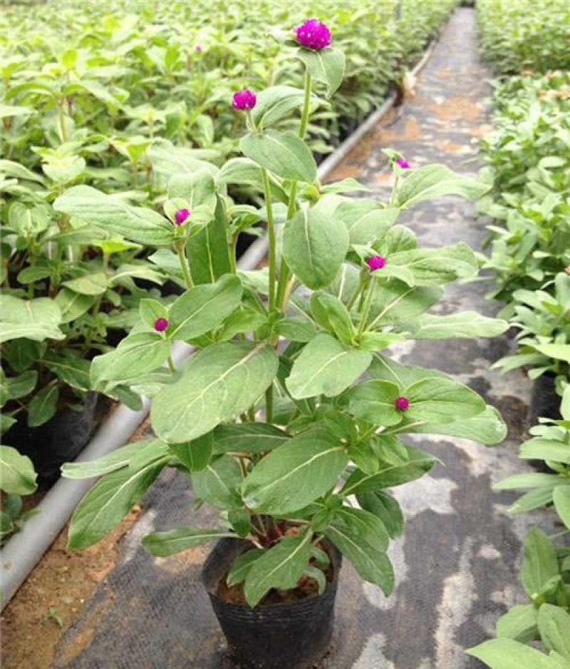 花种子千日红千日紫百日红火球庭院四季花卉种子盆栽室外易活