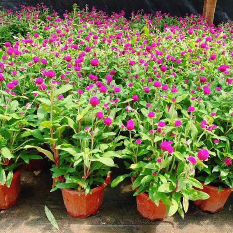 花种子千日红千日紫百日红火球庭院四季花卉种子盆栽室外易活