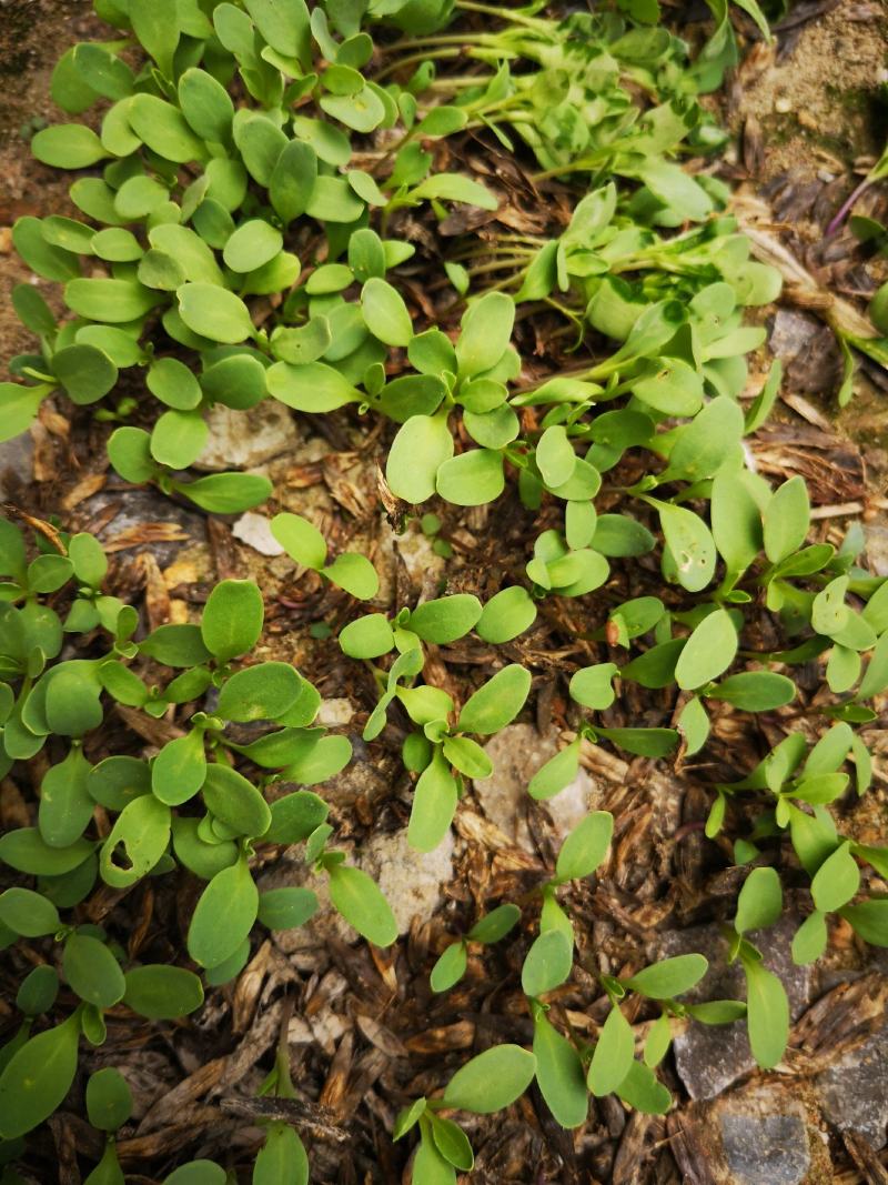白芷种子，纯新白芷种子，产地一手货源，诚信经营，合作共赢