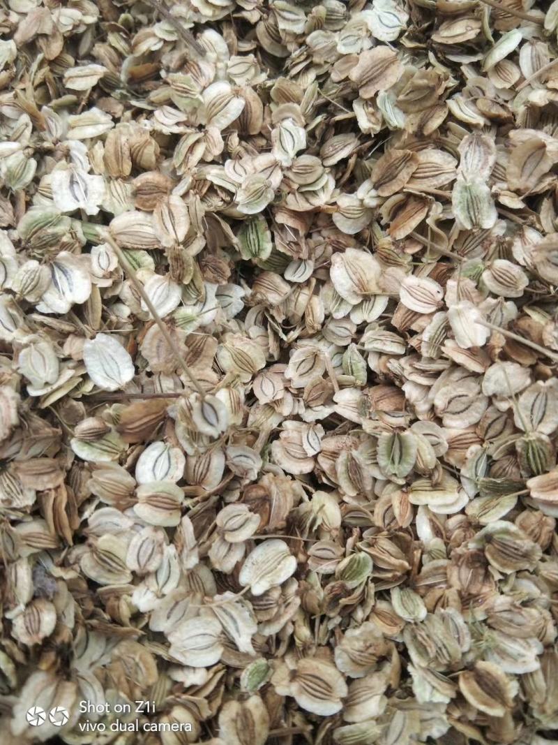白芷种子，纯新白芷种子，产地一手货源，诚信经营，合作共赢