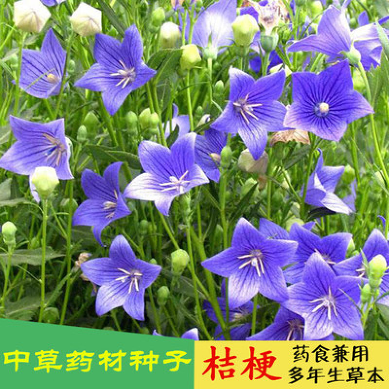 桔梗花种子桔梗种子盆栽保健菜蔬菜野菜种子蔬菜种籽桔梗