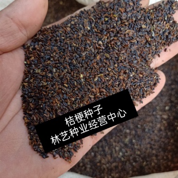 桔梗花种子桔梗种子盆栽保健菜蔬菜野菜种子蔬菜种籽桔梗