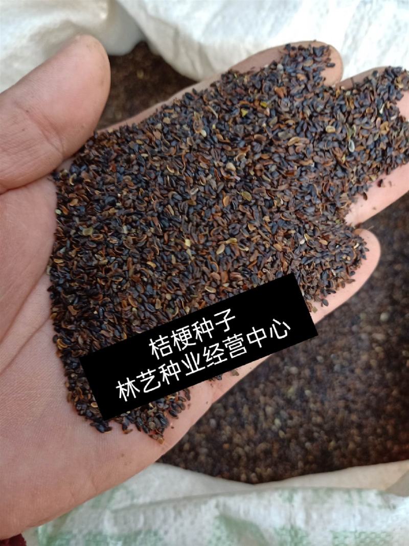 桔梗花种子桔梗种子盆栽保健菜蔬菜野菜种子蔬菜种籽桔梗