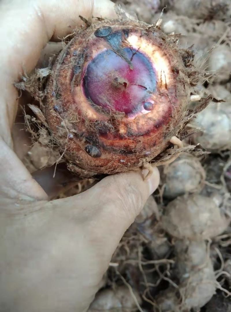 红嘴玉好吃耐运输量大货源充足可以实地考察了解通货1块