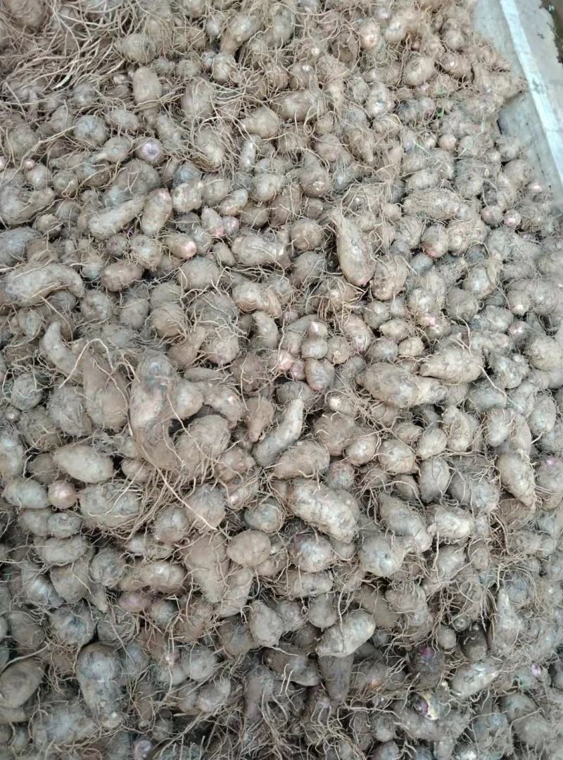 红嘴玉好吃耐运输量大货源充足可以实地考察了解通货1块