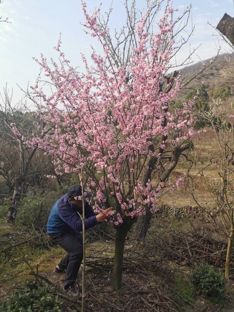 供应美人梅5-18公分原生与嫁接