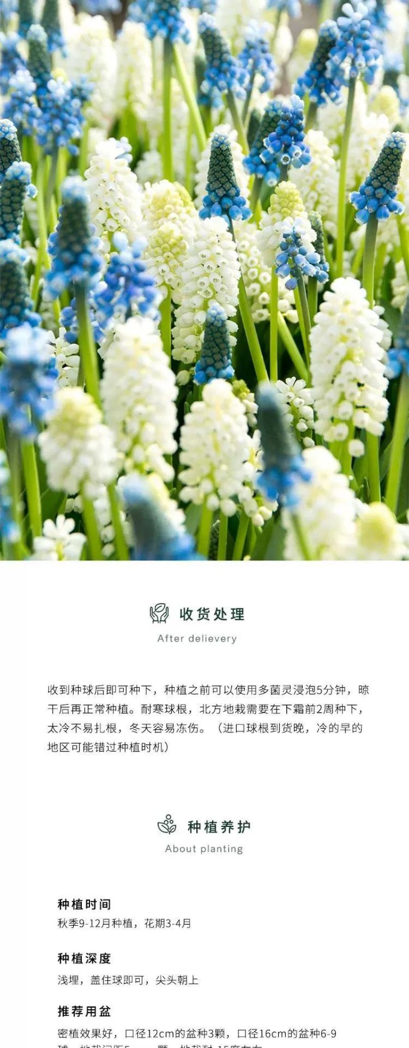 对版进口葡萄风信子种球室内外花卉盆栽庭院地栽可水培多年生