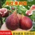 无花果树苗波姬红金奥芬布兰瑞克青皮斯特拉大巴