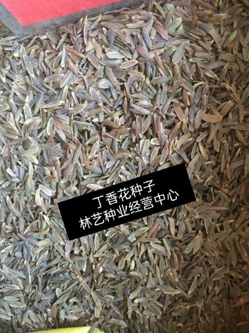 紫丁香种子丁香树种子北方耐寒优质紫丁香花种子暴马丁香