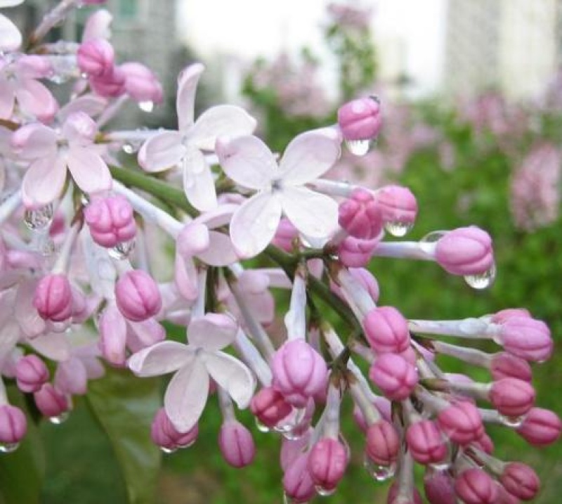 紫丁香种子丁香树种子北方耐寒优质紫丁香花种子暴马丁香