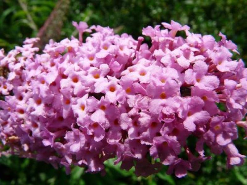 紫丁香种子丁香树种子北方耐寒优质紫丁香花种子暴马丁香