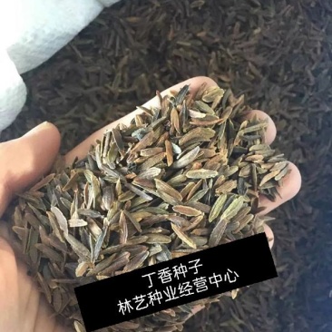紫丁香种子丁香树种子北方耐寒优质紫丁香花种子暴马丁香
