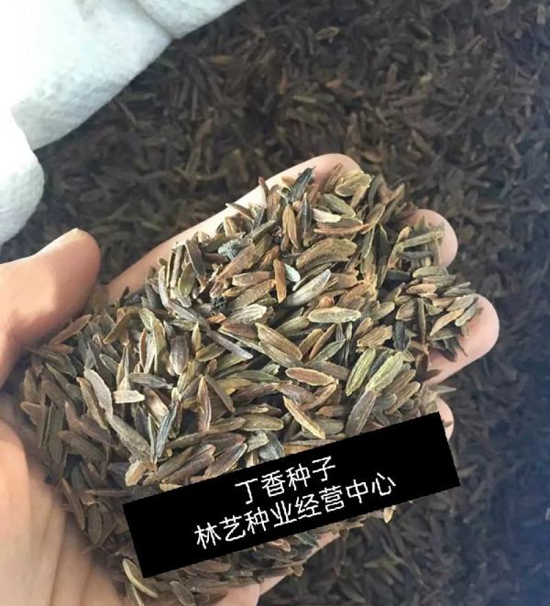 紫丁香种子丁香树种子北方耐寒优质紫丁香花种子暴马丁香
