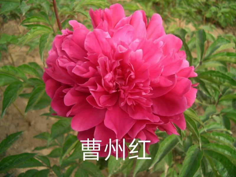 芍药花苗庭院花卉四季开花室内盆栽易活，观赏芍药，3年大苗