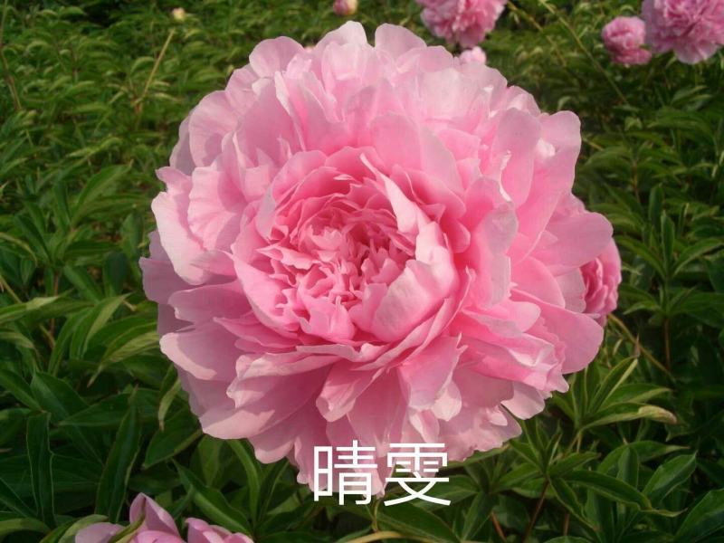 芍药花苗庭院花卉四季开花室内盆栽易活，观赏芍药，3年大苗