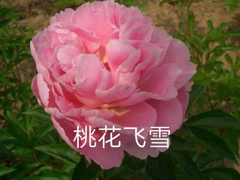 芍药花苗庭院花卉四季开花室内盆栽易活，观赏芍药，3年大苗