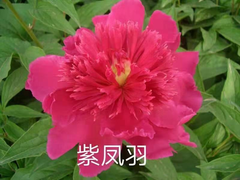 芍药花苗庭院花卉四季开花室内盆栽易活，观赏芍药，3年大苗