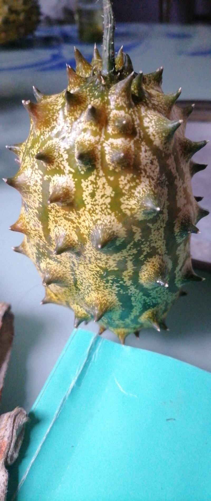 火参果