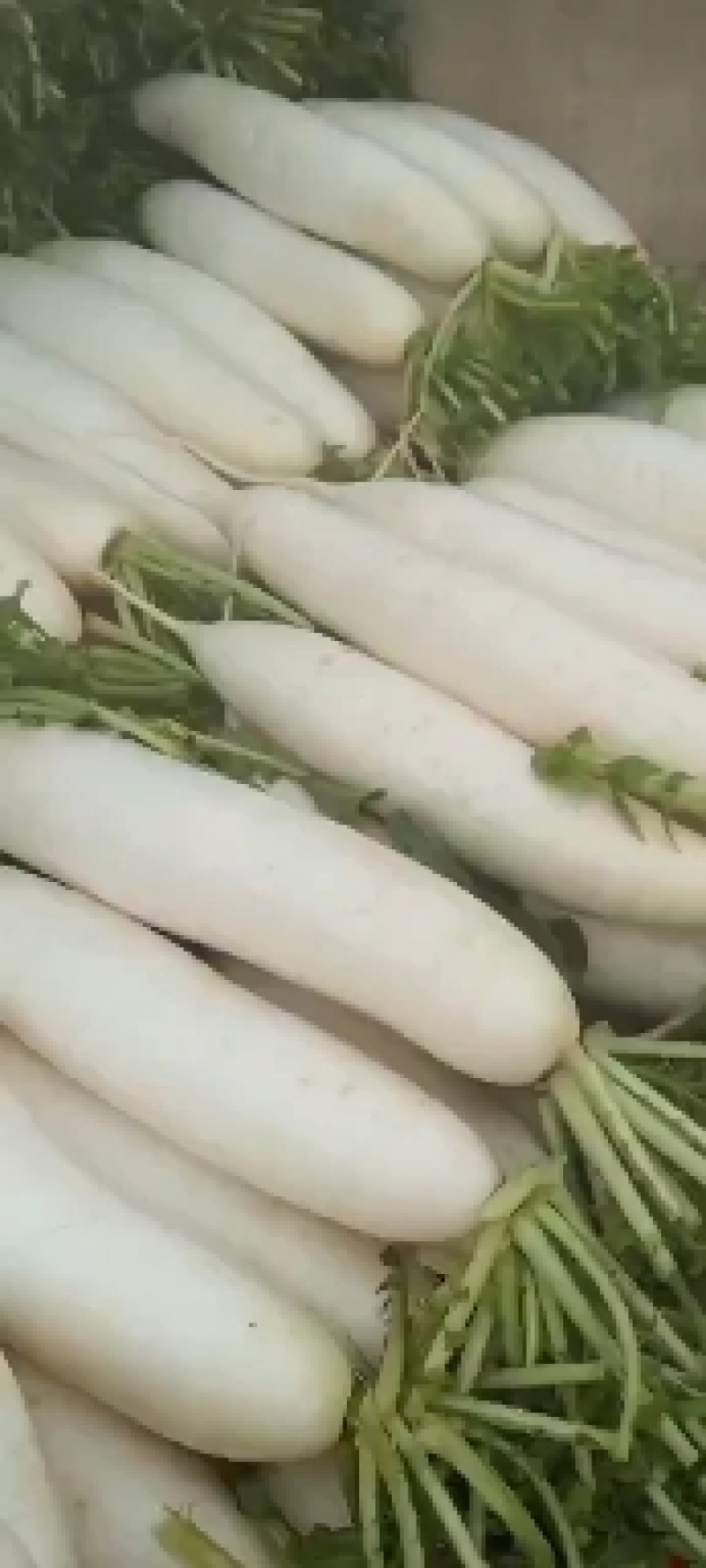 白萝卜个头大可以煮着吃煮羊肉必备品可以腌制货量充足