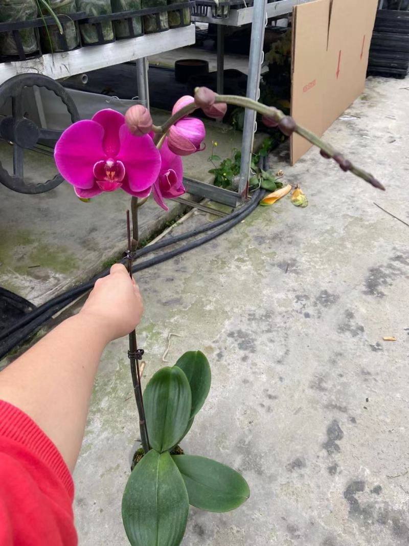 大辣椒