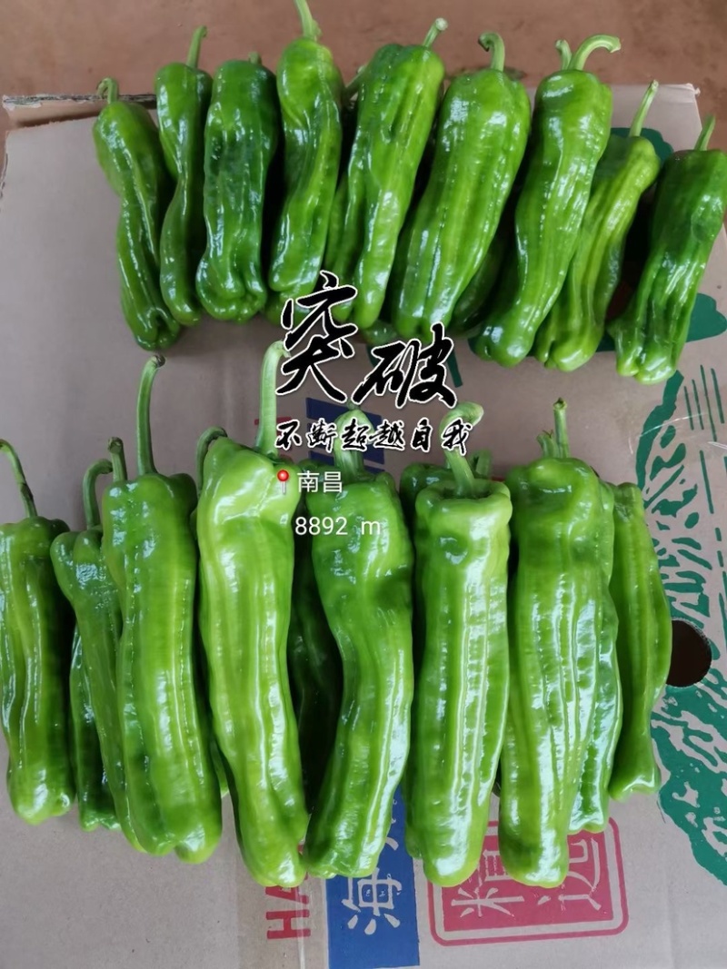 芜湖椒、皮薄、口感好！一手货源、产地直发！