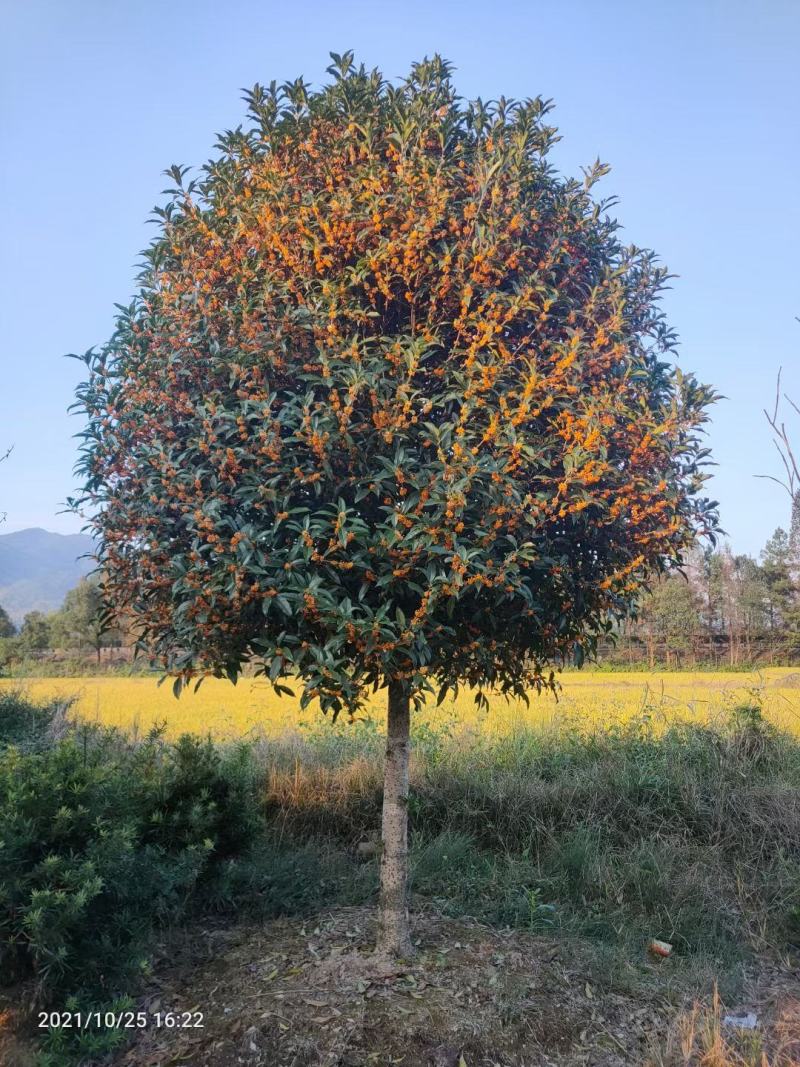 高杆桂花，高杆八月桂，高杆金桂