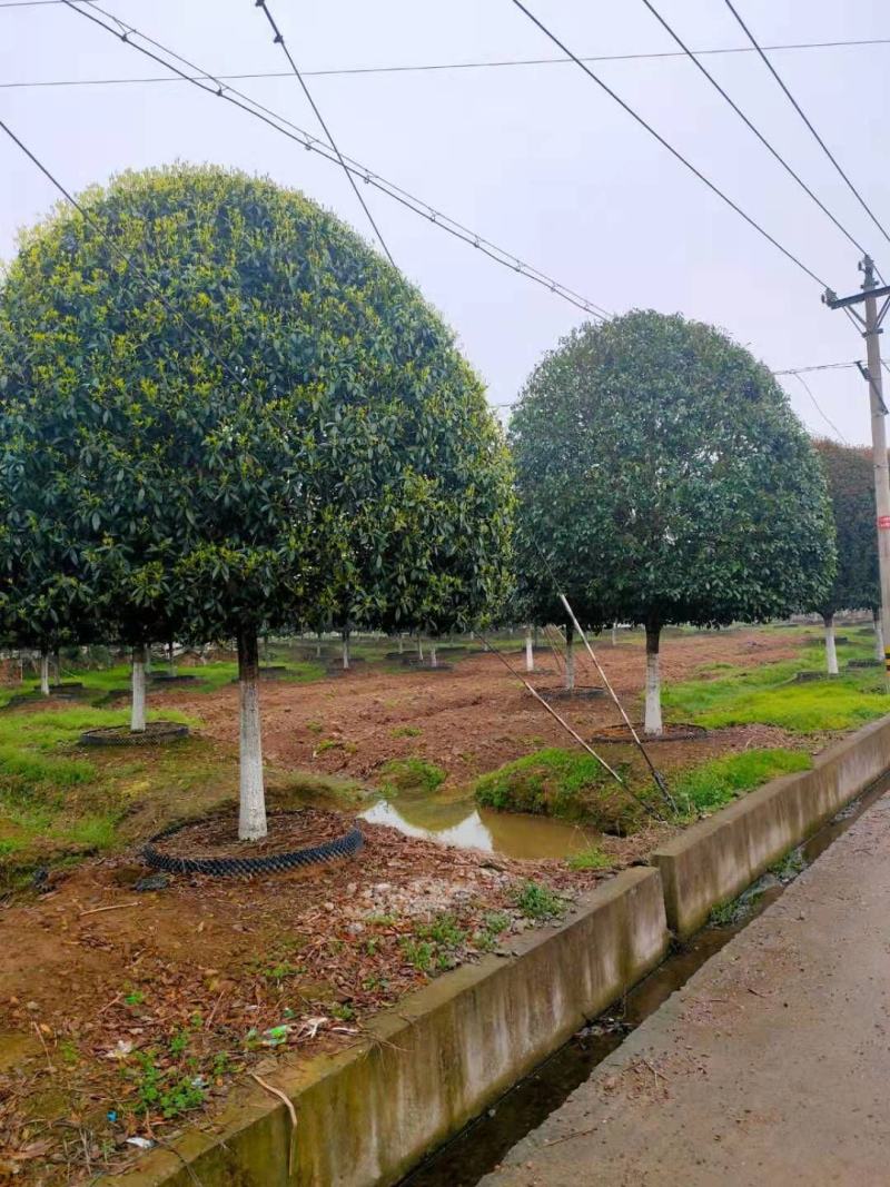 高杆桂花，高杆八月桂，高杆金桂