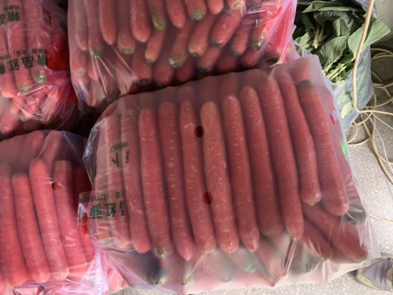 陕西水果红萝卜🥕大量上市，欢迎各位朋友前来选购！品质