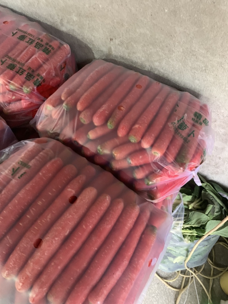 陕西水果红萝卜🥕大量上市，欢迎各位朋友前来选购！品质