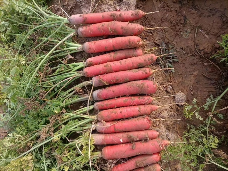 陕西水果红萝卜🥕大量上市，欢迎各位朋友前来选购！品质
