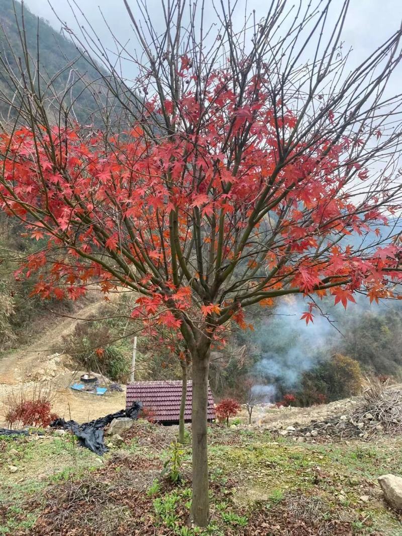 日本红枫三季红10-20公分出售，常年红红枫，红舞姬红枫