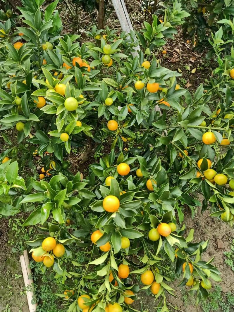 金橘苗具观赏性和食用性柑橘树，一年四季皆有果子，需要联系