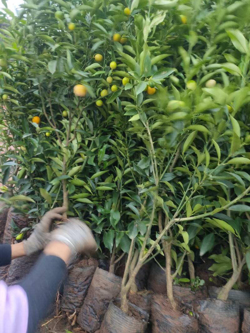 金橘苗具观赏性和食用性柑橘树，一年四季皆有果子，需要联系