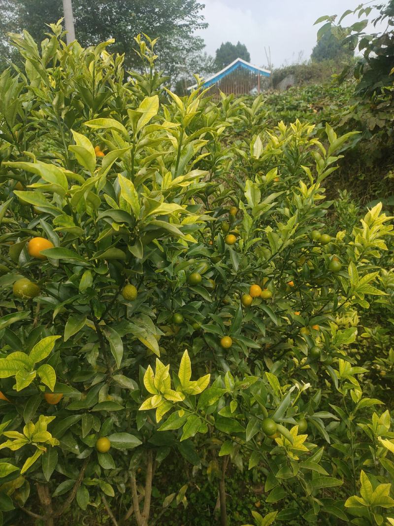 金橘苗具观赏性和食用性柑橘树，一年四季皆有果子，需要联系