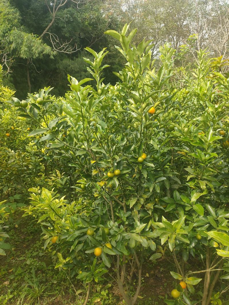金橘苗具观赏性和食用性柑橘树，一年四季皆有果子，需要联系
