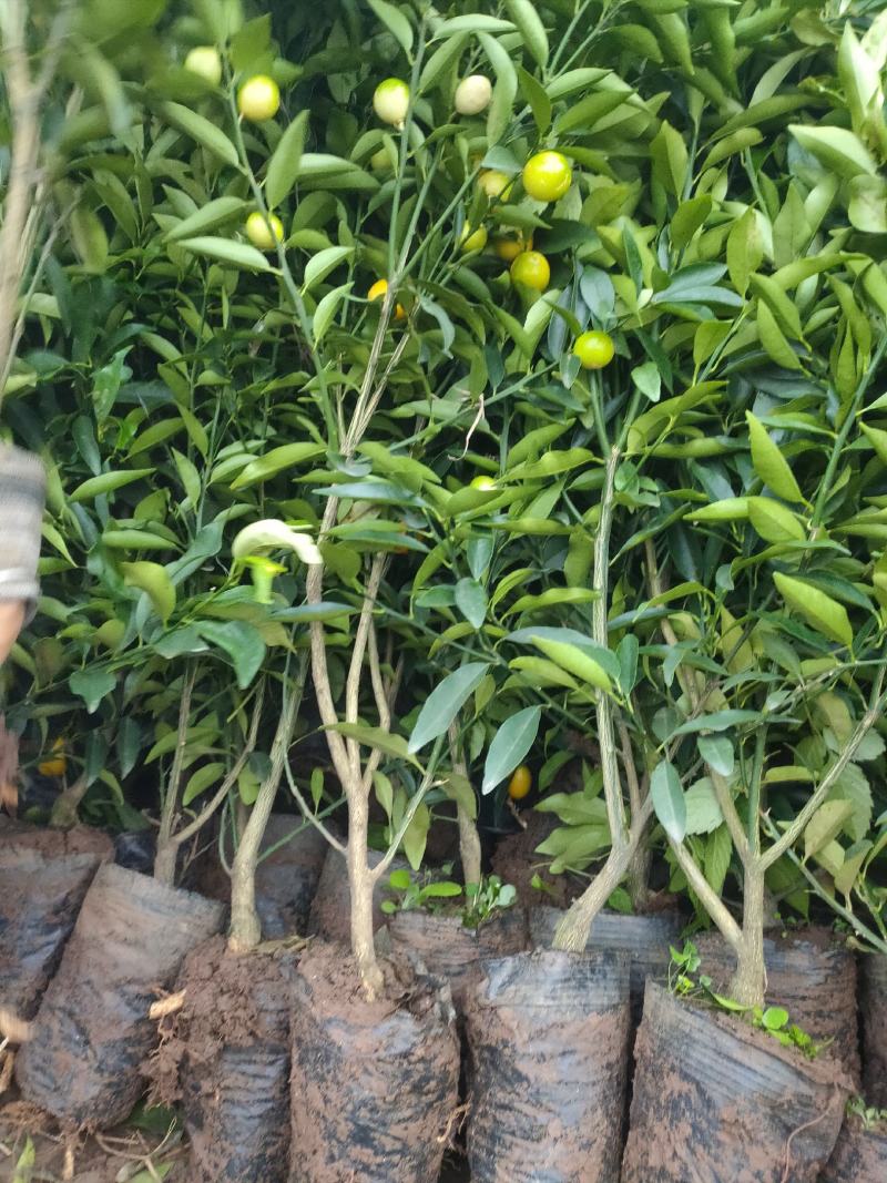 金橘苗具观赏性和食用性柑橘树，一年四季皆有果子，需要联系
