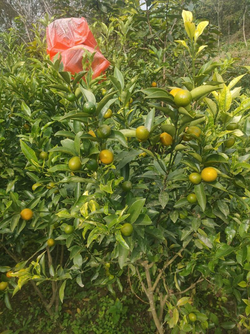 金橘苗具观赏性和食用性柑橘树，一年四季皆有果子，需要联系