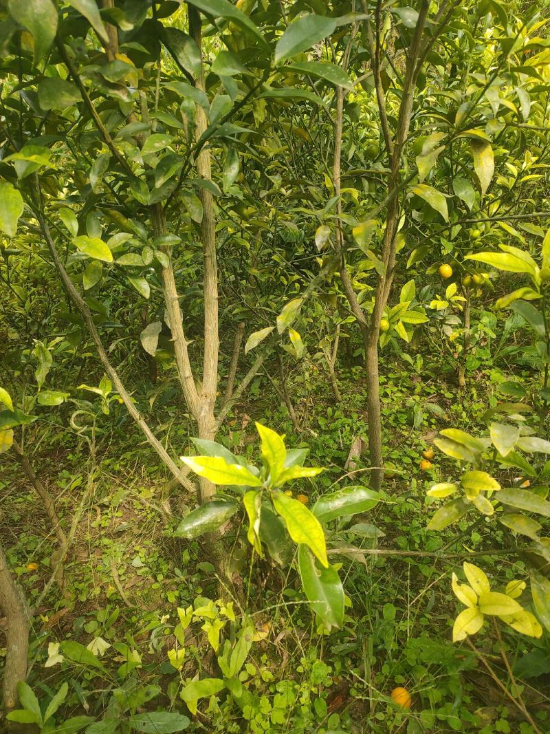 金橘苗具观赏性和食用性柑橘树，一年四季皆有果子，需要联系