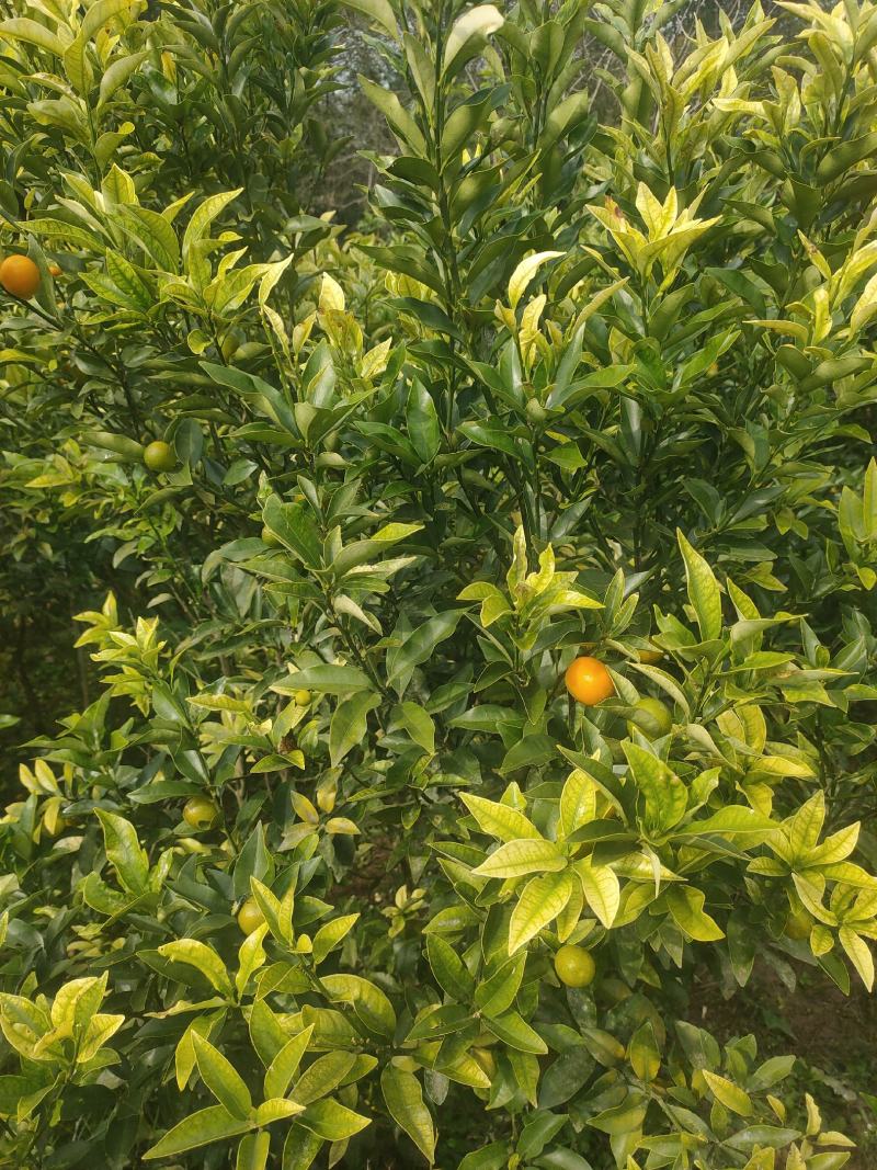 金橘苗具观赏性和食用性柑橘树，一年四季皆有果子，需要联系
