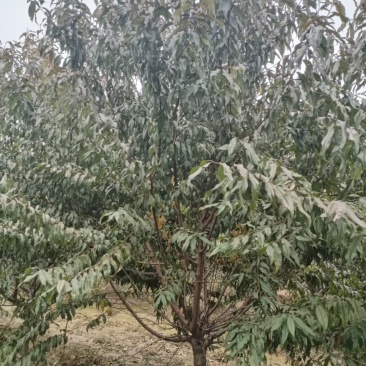 碧桃，紫叶碧桃，红叶桃，花桃，桃花，桃树6-15公分出售