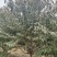 碧桃，紫叶碧桃，红叶桃，花桃，桃花，桃树6-15公分出售
