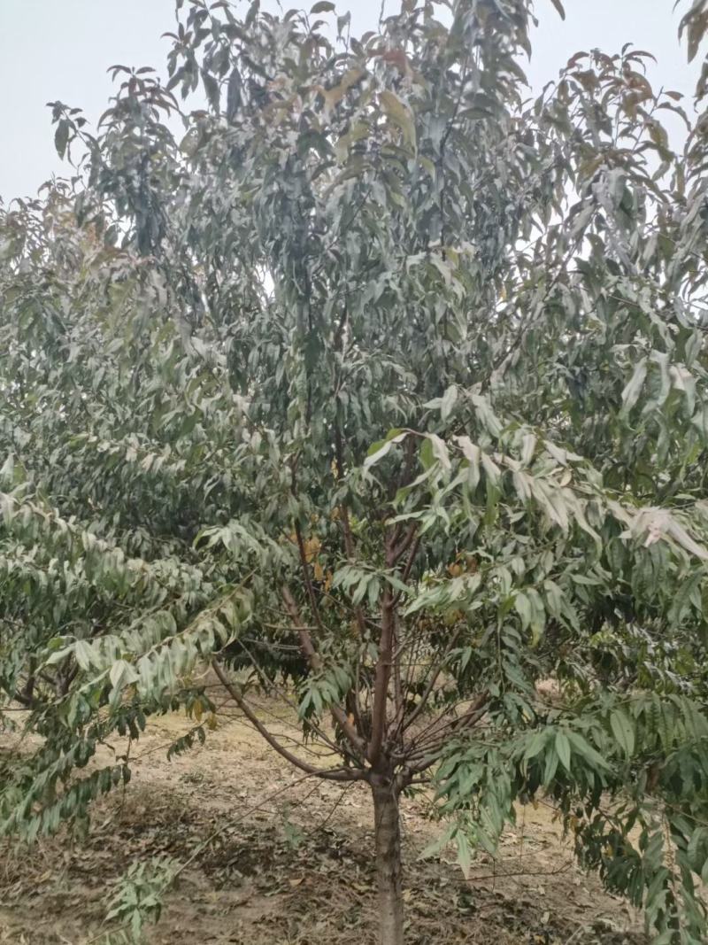 碧桃，紫叶碧桃，红叶桃，花桃，桃花，桃树6-15公分出售