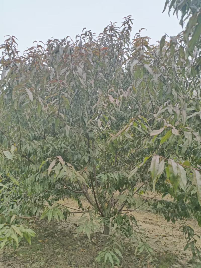 碧桃，紫叶碧桃，红叶桃，花桃，桃花，桃树6-15公分出售
