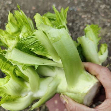 邛崃基地精品儿菜大量上市，量大从优，质量有保证