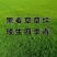 进口矮生四季青草坪种子庭院别墅绿化护坡草坪草籽四季常青耐