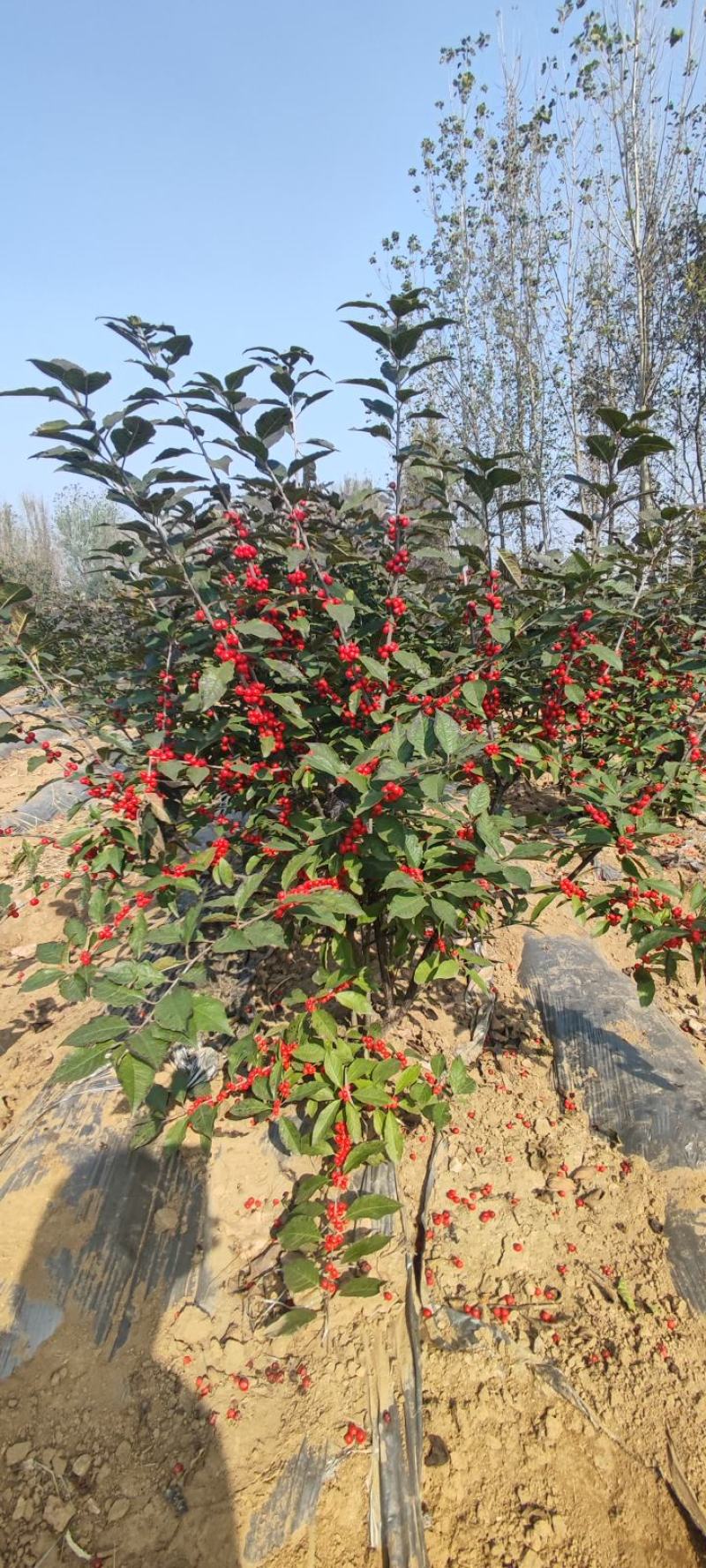 泰安北美冬青基地出售1-5年苗根系发达成活率高