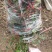 泰安北美冬青基地出售1-5年苗根系发达成活率高