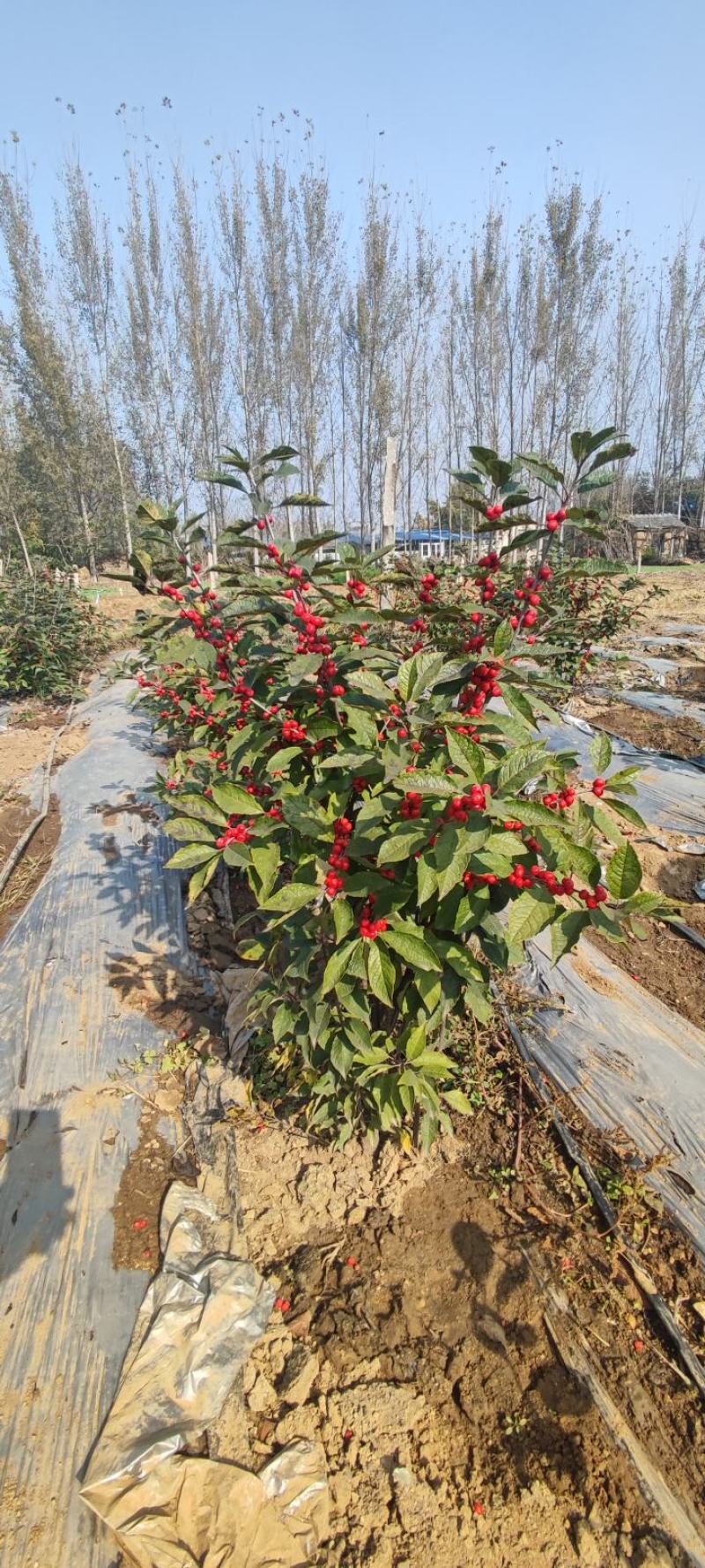 泰安北美冬青基地出售1-5年苗根系发达成活率高