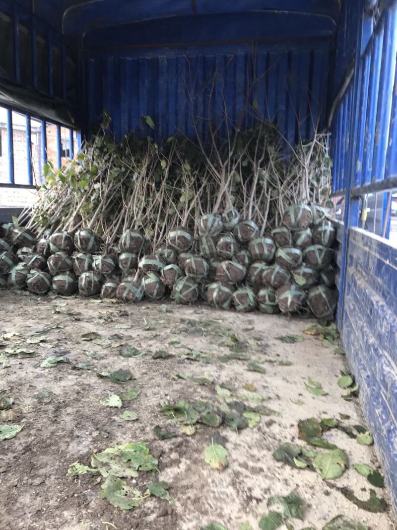樱桃树红妃短柄黑珍珠浙江绍兴南方小樱桃树