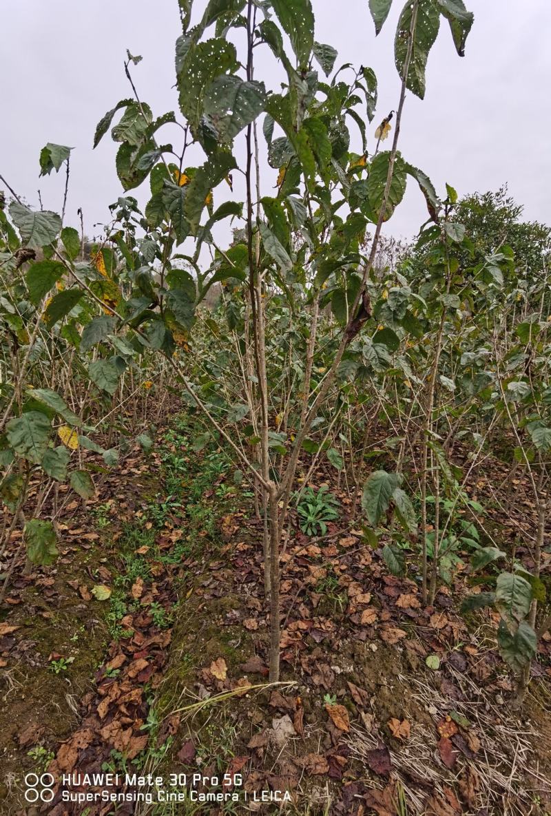 樱桃树红妃短柄黑珍珠浙江绍兴南方小樱桃树